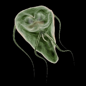 Treatment Of Giardiasis