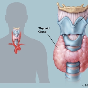 Understanding Thyroid